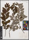 Foto von Salix aurita L.